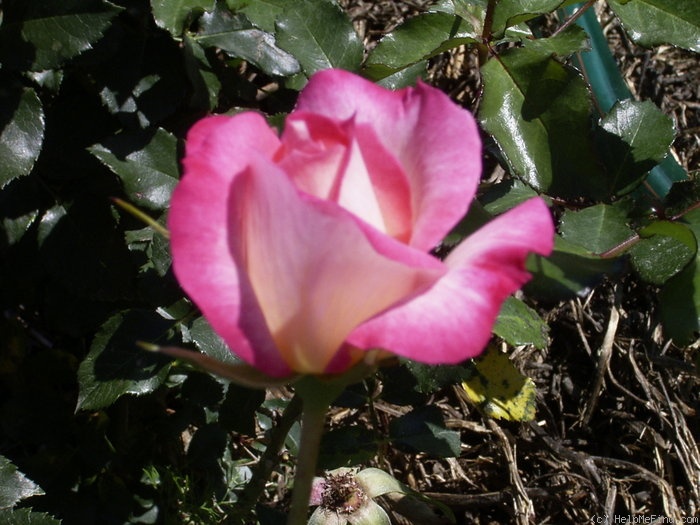 'Bold Seduction' rose photo