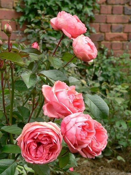 'Kimono ®' rose photo