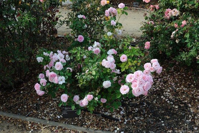 'Pride of Oakland' rose photo