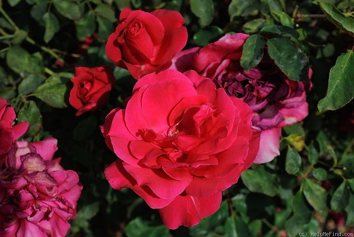 'Richmond' rose photo