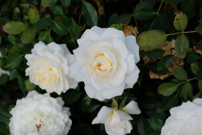 'Star Dust ™(Hybrid Bracteata, Moore, 2001)' rose photo