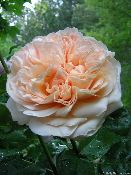 'Evelyn ™ (shrub, Austin, 1991)' rose photo