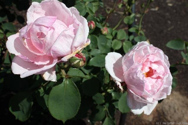 'Adam Rackles' rose photo