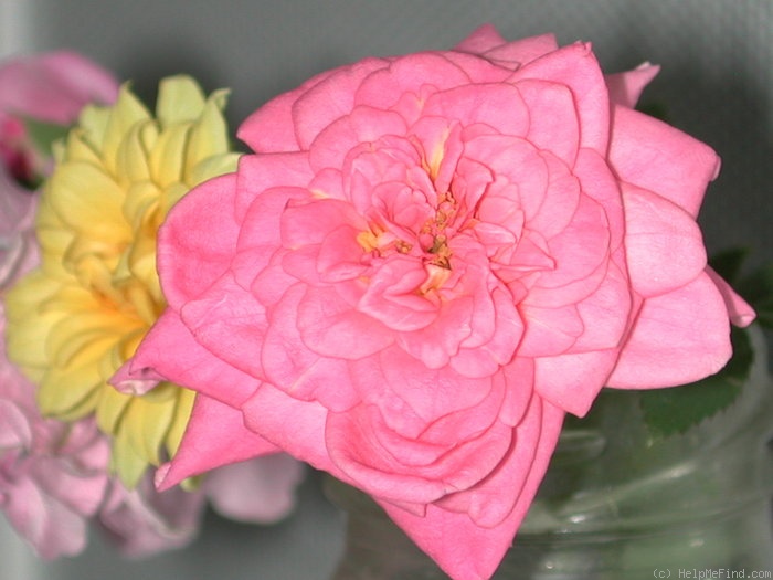 'GTDLFED' rose photo