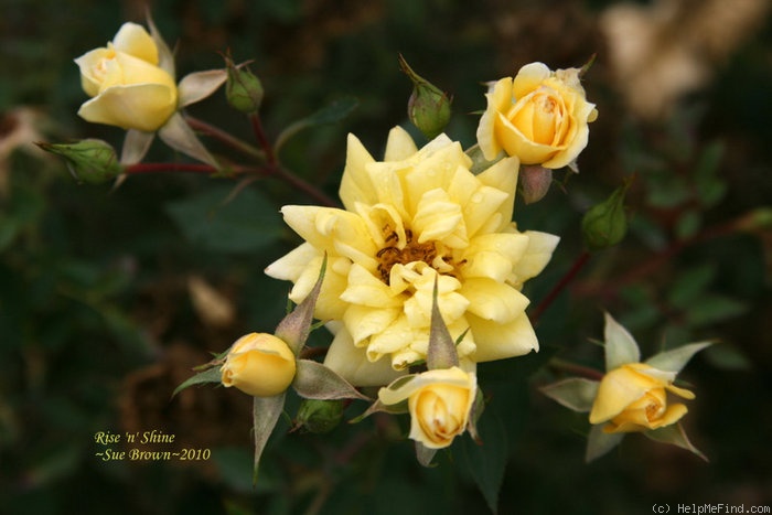 'Rise 'n' Shine' rose photo