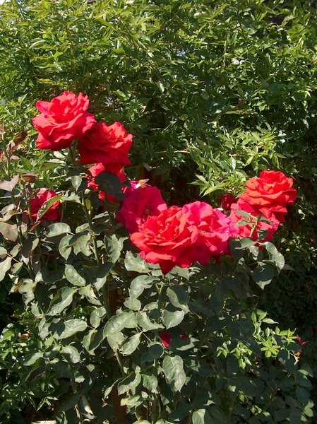 'Duftzauber 84' rose photo
