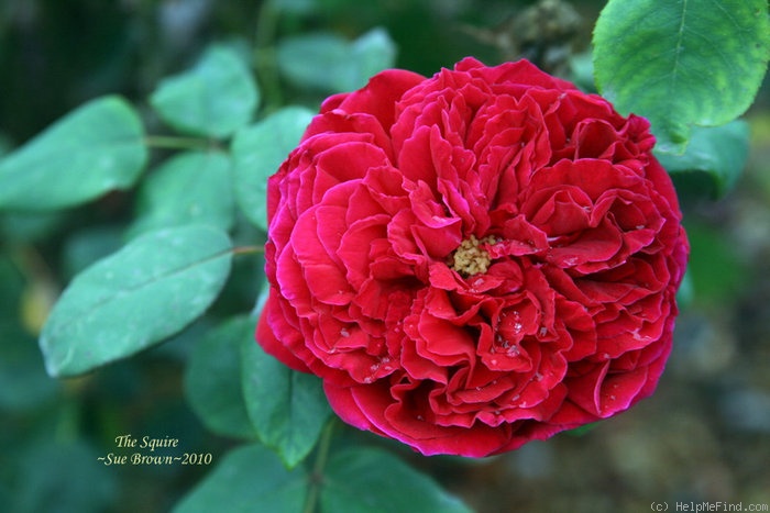 'The Squire ®' rose photo