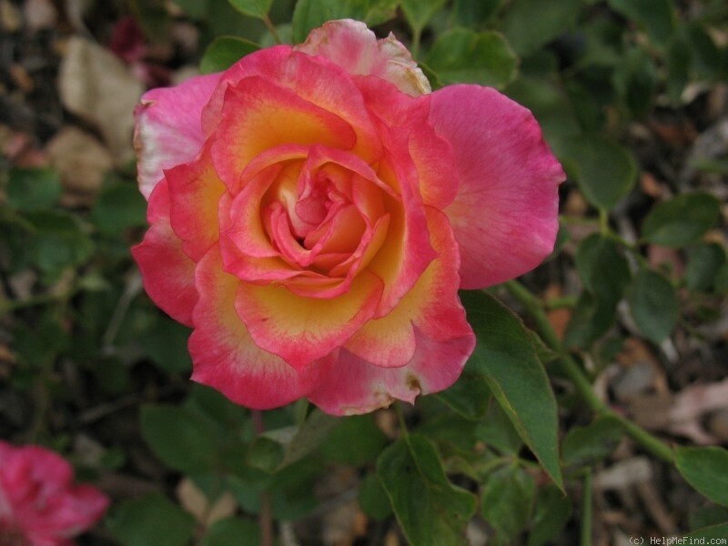 'Smooth Melody' rose photo