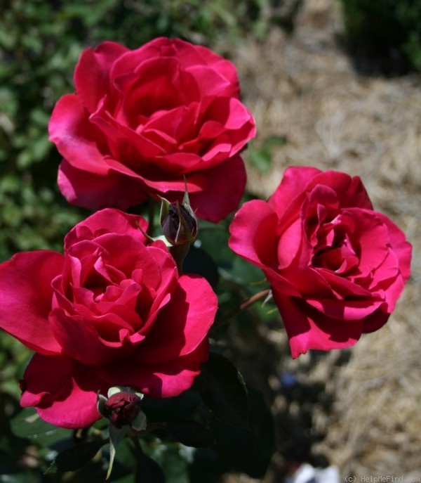 'Arjuna' rose photo