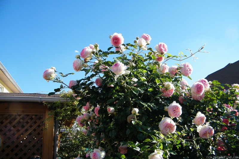 'Pierre de Ronsard ®' rose photo