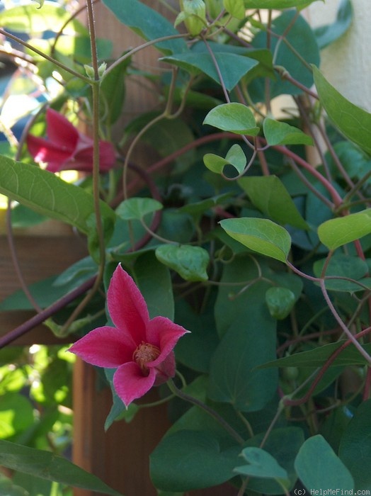 'Princess Diana (Fretwell)' clematis photo