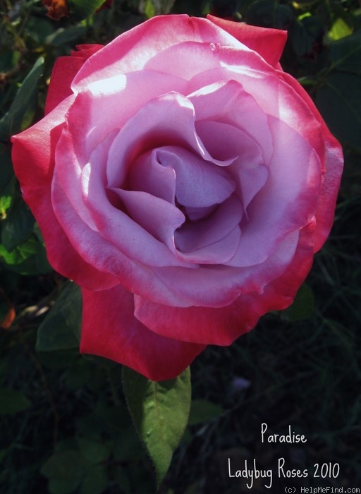 'Paradise ™ (hybrid tea, Weeks 1975)' rose photo