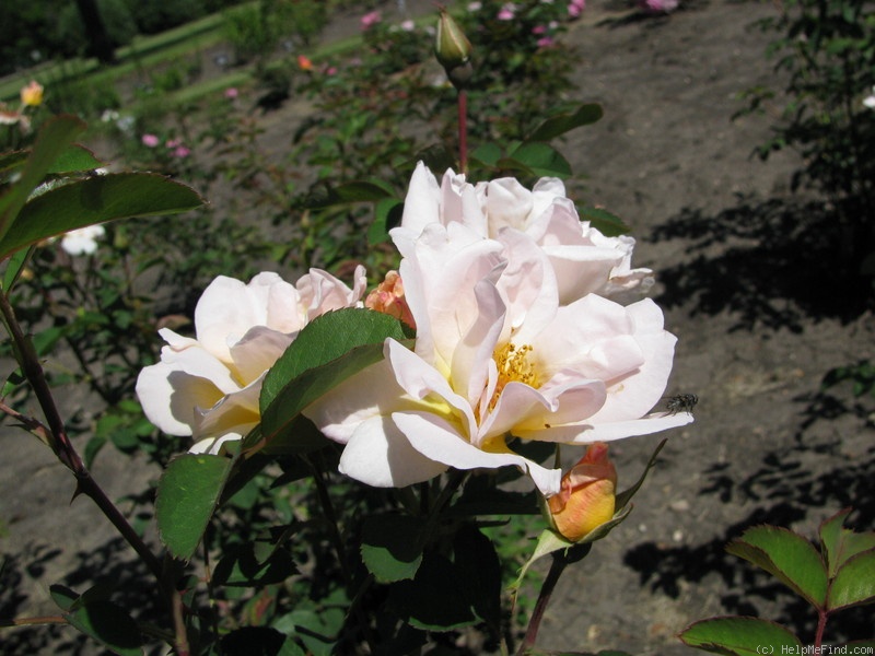 'RSM V5 ' rose photo