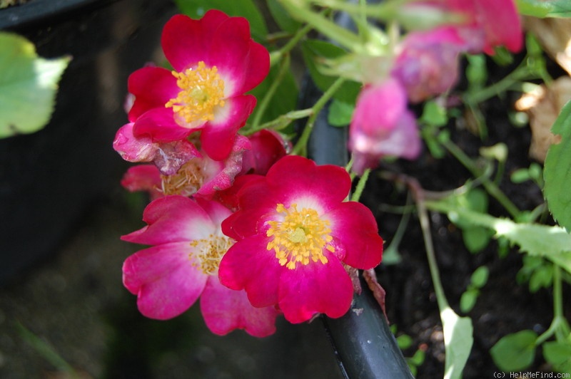 'The Bishop's Rambler' rose photo