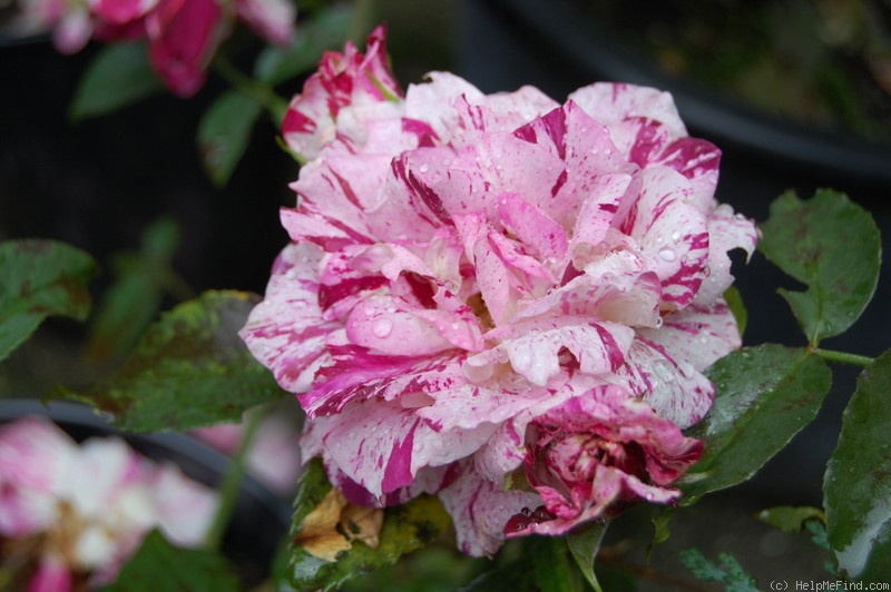 'Purple Tiger (Floribunda, Christensen, 1991)' rose photo