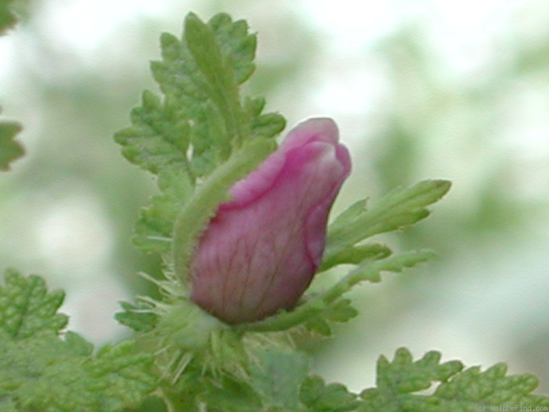 'R. minutifolia' rose photo