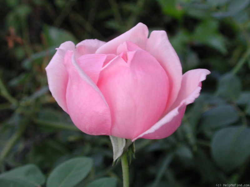 'Mrs. Charles Bell' rose photo
