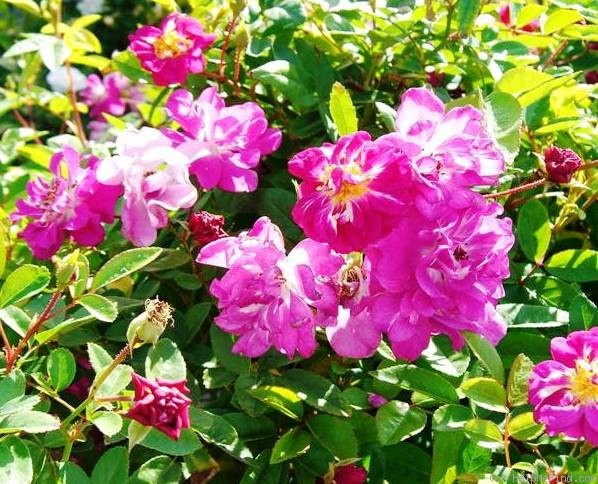 'Alfalfa™' rose photo