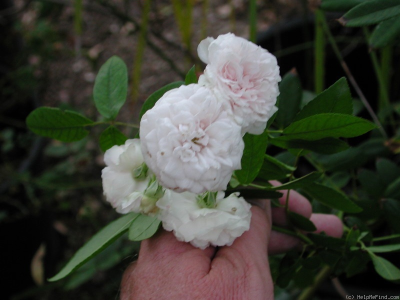 'Kim's White Renae Seedling' rose photo