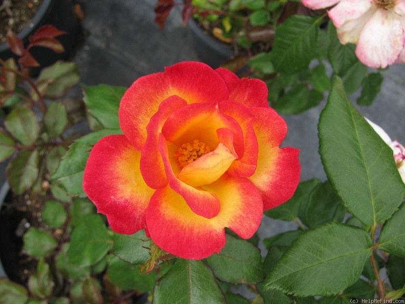 'CA-30' rose photo