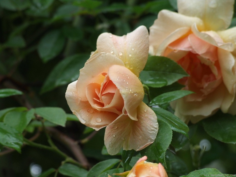 'Crépuscule (Tea Noisette, Dubreuil, 1904)' rose photo