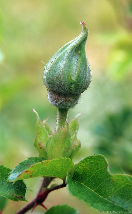 'Muriel (Hybrid Bracteata, Moore, 1989)' rose photo