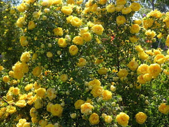 'R. foetida persiana' rose photo