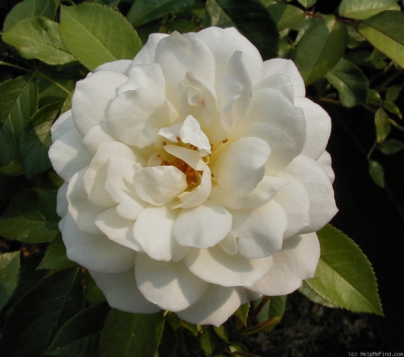 'Fabulous! ™ (floribunda, Zary, 1998)' rose photo