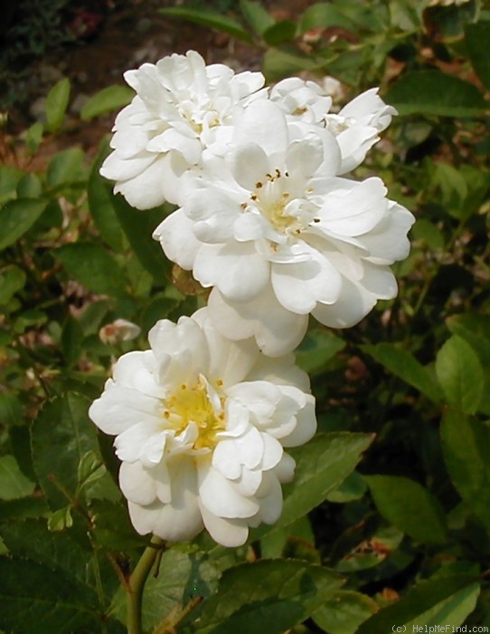 'Gourmet Popcorn' rose photo