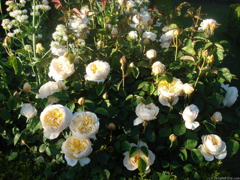 'Charlotte (shrub, Austin before 1992)' rose photo