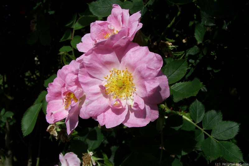 'Abbotswood' rose photo