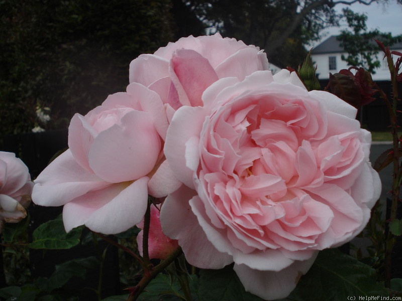 'Kathryn Morley' rose photo