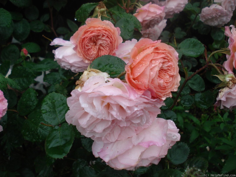 'Leander' rose photo