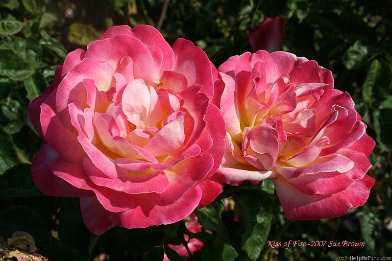'Sierra Sunrise' rose photo