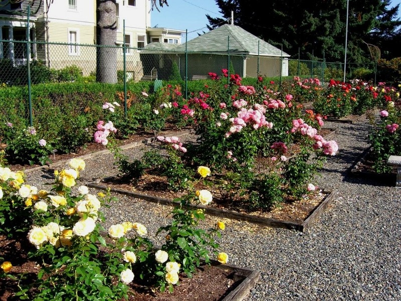 'Centennial Garden, Olympia Rose Society'  photo