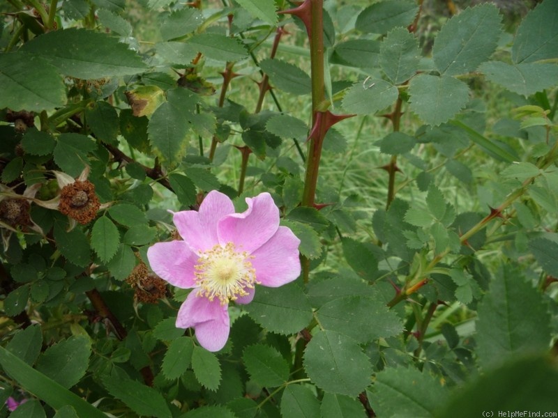 'R. nutkana' rose photo