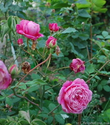 'Comtesse de Leusse' rose photo