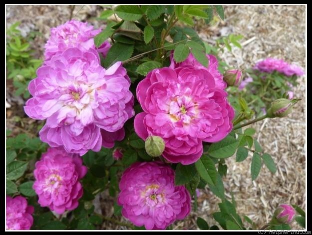 'Pompon de Bourgogne' rose photo