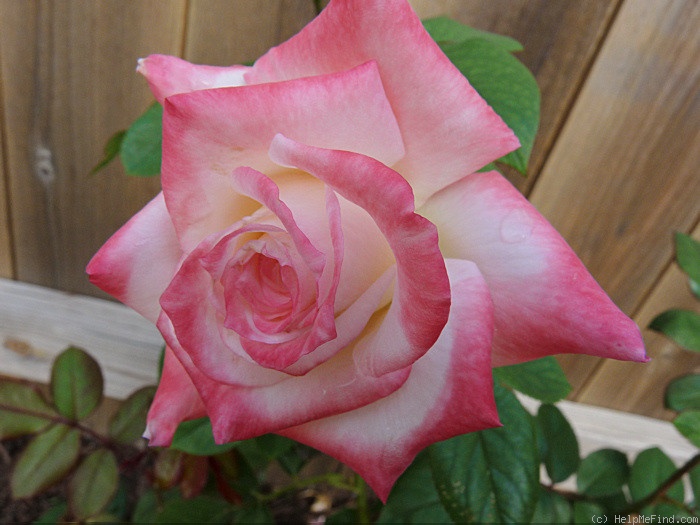 'Gemini (hybrid tea, Zary 1999)' rose photo