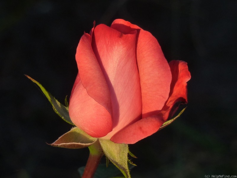 'Panthère Rose ®' rose photo