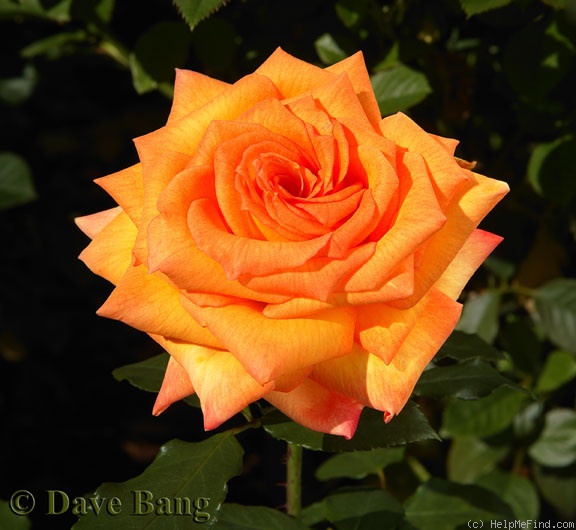 'Always Remember (hybrid tea, Bang 2008)' rose photo