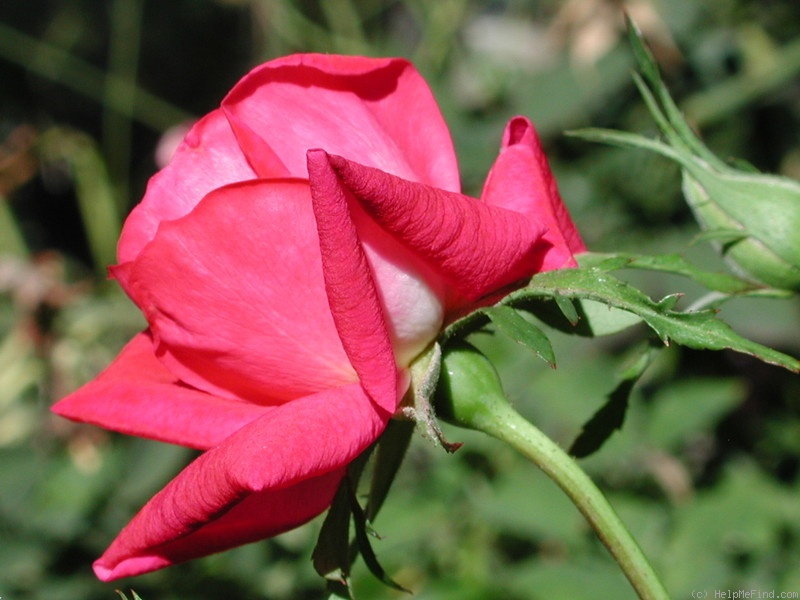 'LynChild' rose, click to enlarge 'LynChild' rose photo