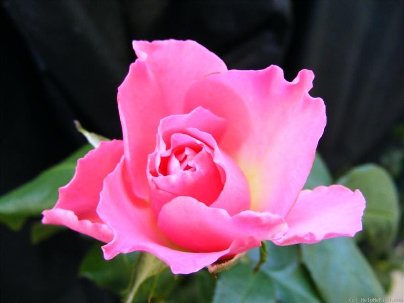 'Sky Tower' rose photo