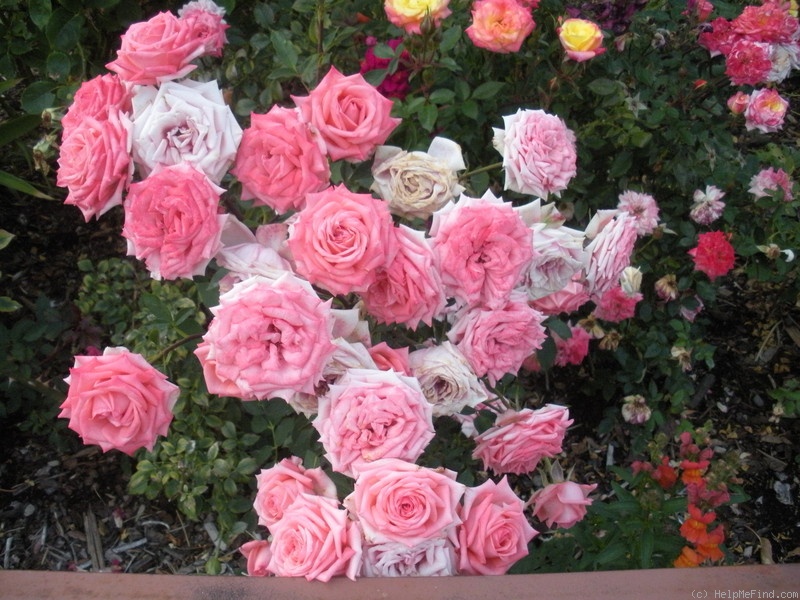 'Pierrine' rose photo