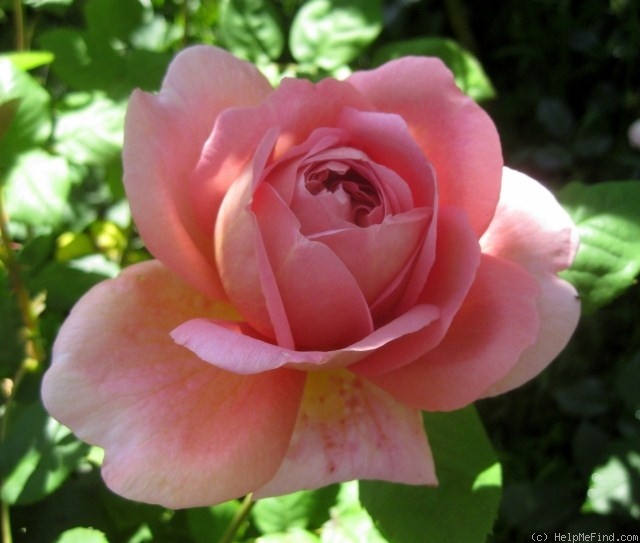 'The Endeavour' rose photo