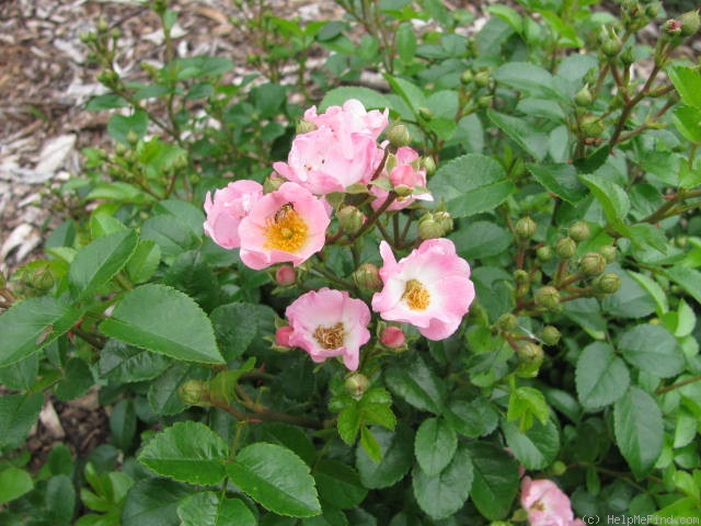 'Pink Gnome' rose photo