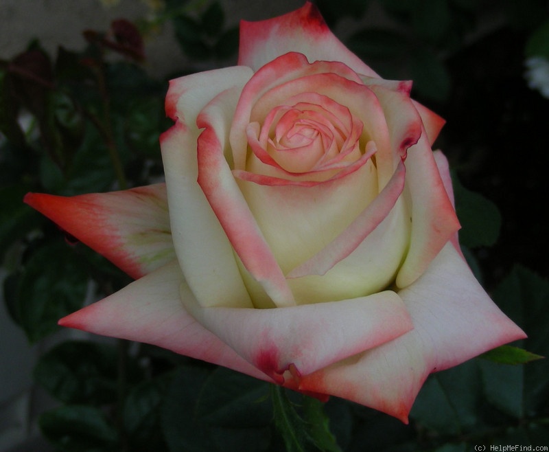 'Impératrice Farah ®' rose photo