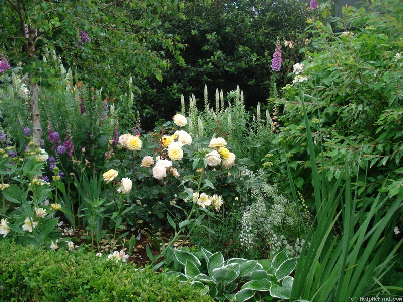 'Yellow Charles Austin ®' rose photo