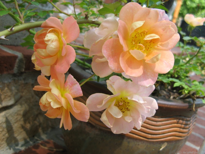 'Oso Easy Peachy Cream' rose photo