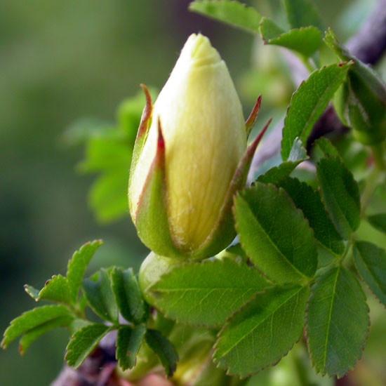 'R. primula' rose photo